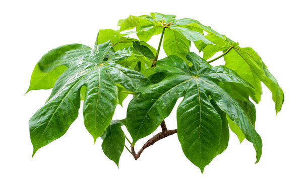 Asimina Triloba Small Tree Isolated on Transparent Background