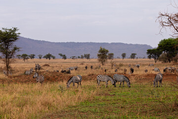 Naklejka premium Serengeti National Park, Tanzania: A Herd of Zebras Grazing on the Savanna.