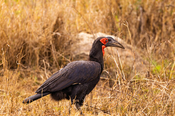Serengeti National Park, Tanzania: Southern Ground Hornbill in Dry Grassland © rabbitholephoto