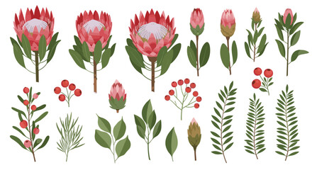 Set of illustrated botanical elements featuring pink protea flowers, red berries, and assorted green leaves on a white background.