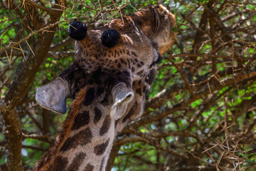 Serengeti National Park, Tanzania: Giraffe Browsing on Acacia in the African Savanna