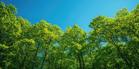 Green and yellow leaves against a clear blue sky, with a few scattered clouds, casting a soft shadow on the ground.