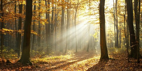Autumn forest with sunbeams filtering through the trees, golden leaves on the ground, and a path leading through the woods.