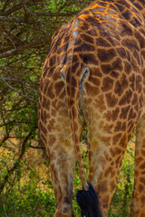 Serengeti National Park, Tanzania: Giraffe's Quirky Backside. © rabbitholephoto