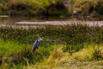 Serengeti National Park, Tanzania: Black-headed Heron in the Wetland Grassland