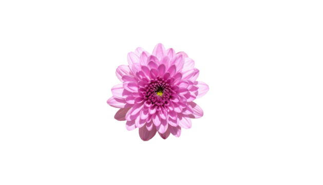 Solitary, bright, magenta flower with layered petals, centered against stark black background, top-down perspective