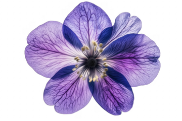 Delicate purple flower with intricate veins isolated on a transparent background