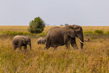 Obraz premium Serengeti National Park, Tanzania: An African Elephant Family Grazing in the Savanna.