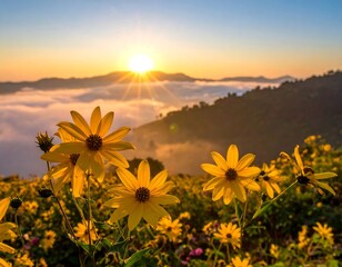 Sun rises above mountain range and sea of clouds, yellow flowers in foreground