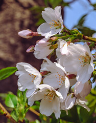 ソメイヨシノ桜5ー47