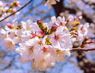 ソメイヨシノ桜5ー42