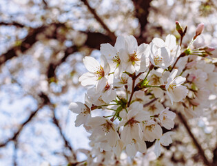 ソメイヨシノ桜5ー23