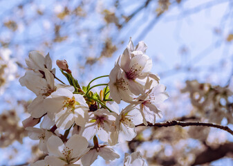 ソメイヨシノ桜5ー17