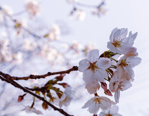 ソメイヨシノ桜5ー10