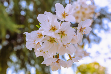 ソメイヨシノ桜5ー12