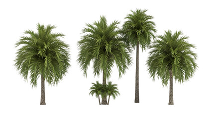 Fototapeta premium Beautiful 3D of canary palm Trees Isolated on PNGs transparent background , Use for visualization in architectural design or garden 90161808 1