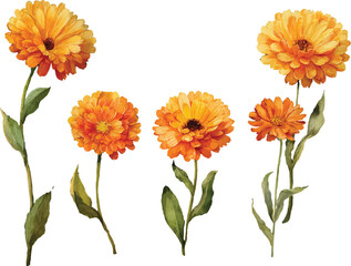 bouquet of orange flowers