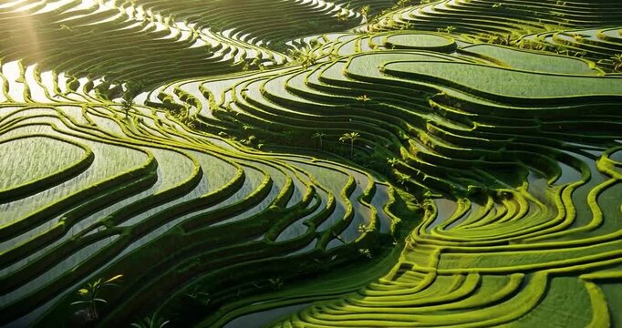 Lush green terraced rice fields under golden sunlight, showcasing intricate patterns and vibrant nature