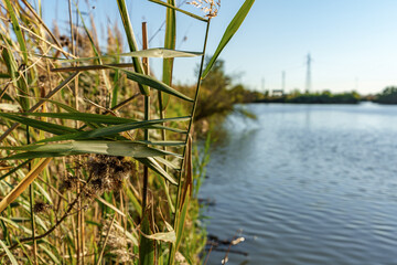 Lush reed plants sway gently at the lakeside, reflecting a calm atmosphere. Distant trees and...