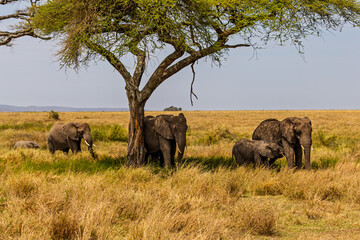 Fototapeta premium Serengeti National Park, Tanzania: Elephant Family Seeks Shade Under Acacia Tree in the Dry Season Savanna