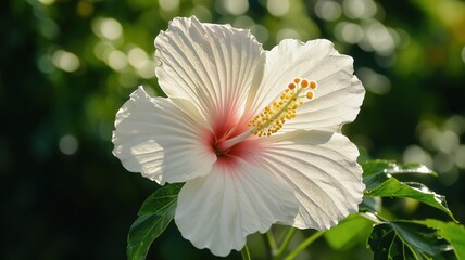 Stunning close-up of a white hibiscus flower in full bloom with vibrant details