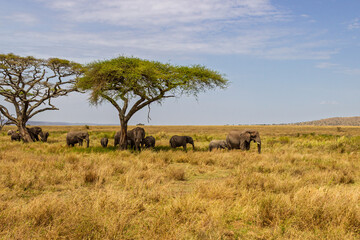 Serengeti National Park, Tanzania: An Elephant Herd Grazing Under Acacia Trees on the African Savanna