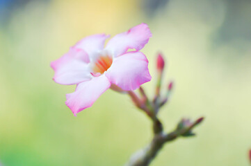 Obraz premium Adenium obesum , Desert rose or Mock Azalea or bignonia or Impala lily or APOCYNACEAE or pink Adenium