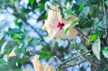 Chinese rose or Hibiscus or Hibiscus rosa sinensis or Hibisceae or Malvaceae , white hibiscus or...