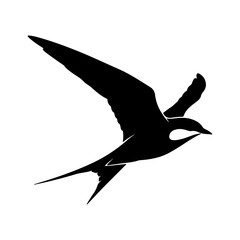 Swallow in flight with transparent background