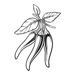 Chili plant with leaf hand drawn vintage