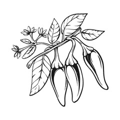 Chili plant with leaf hand drawn vintage