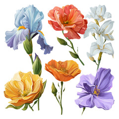 A vibrant collection of colorful iris poppies and other blooming flowers isolated on transparent background