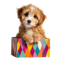 Adorable fluffy light brown puppy with white markings peeking out of a colorful patterned gift box isolated on transparent background