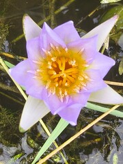 Blue Water Lily – The Jewel of Still Waters
