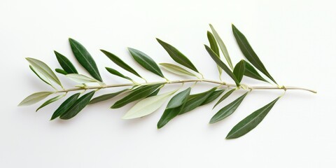 A single olive branch with green leaves on a white background.