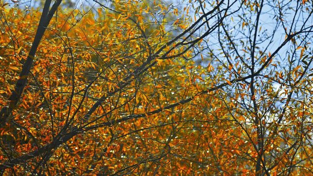 A tree with leaves that are yellow and brown. The leaves are scattered throughout the tree, and the branches are thin and delicate