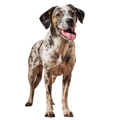 A happy catahoula leopard dog with a spotted coat stands alertly isolated on transparent background