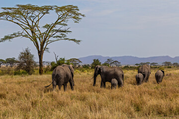 Fototapeta premium Serengeti National Park, Tanzania: An Elephant Family Grazing in the Golden Savanna