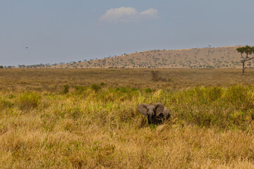 Serengeti National Park, Tanzania: A Young African Elephant in the Golden Grasslands
