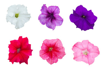 Close-up of several petunias in different colors in full bloom isolated on a png file on a transparent background.