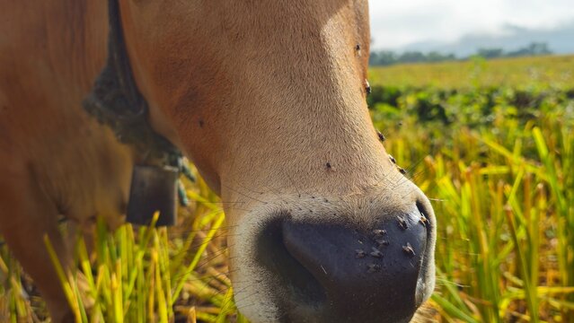 Brown cow and calf in green pasture with mountain background. Cows grazing in a golden rice field in rural Thailand - Powered by Adobe