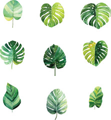 green leaves collection