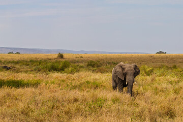 Fototapeta premium Serengeti National Park, Tanzania: African Elephant Grazing in the Savanna.