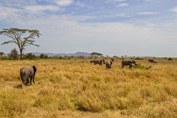 Serengeti National Park, Tanzania: Elephant Herd Grazing in the Golden Savanna.