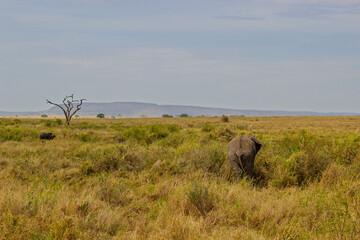 Serengeti National Park, Tanzania: Elephant and Buffalo Grazing in the Savannah Landscape