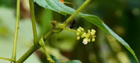 Allophylus and The Hidden Healing Herb