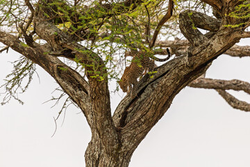 Fototapeta premium Serengeti National Park, Tanzania - A leopard descends an acacia tree.