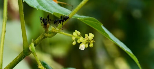 Allophylus and The Hidden Healing Herb