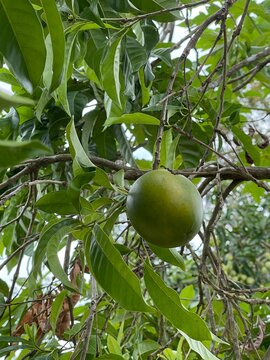 A close up of an unripe green abiu fruit or Pouteria caimito hanging on a branch with tropical leaves.