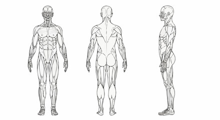 Anatomical illustration set of the human muscular system.